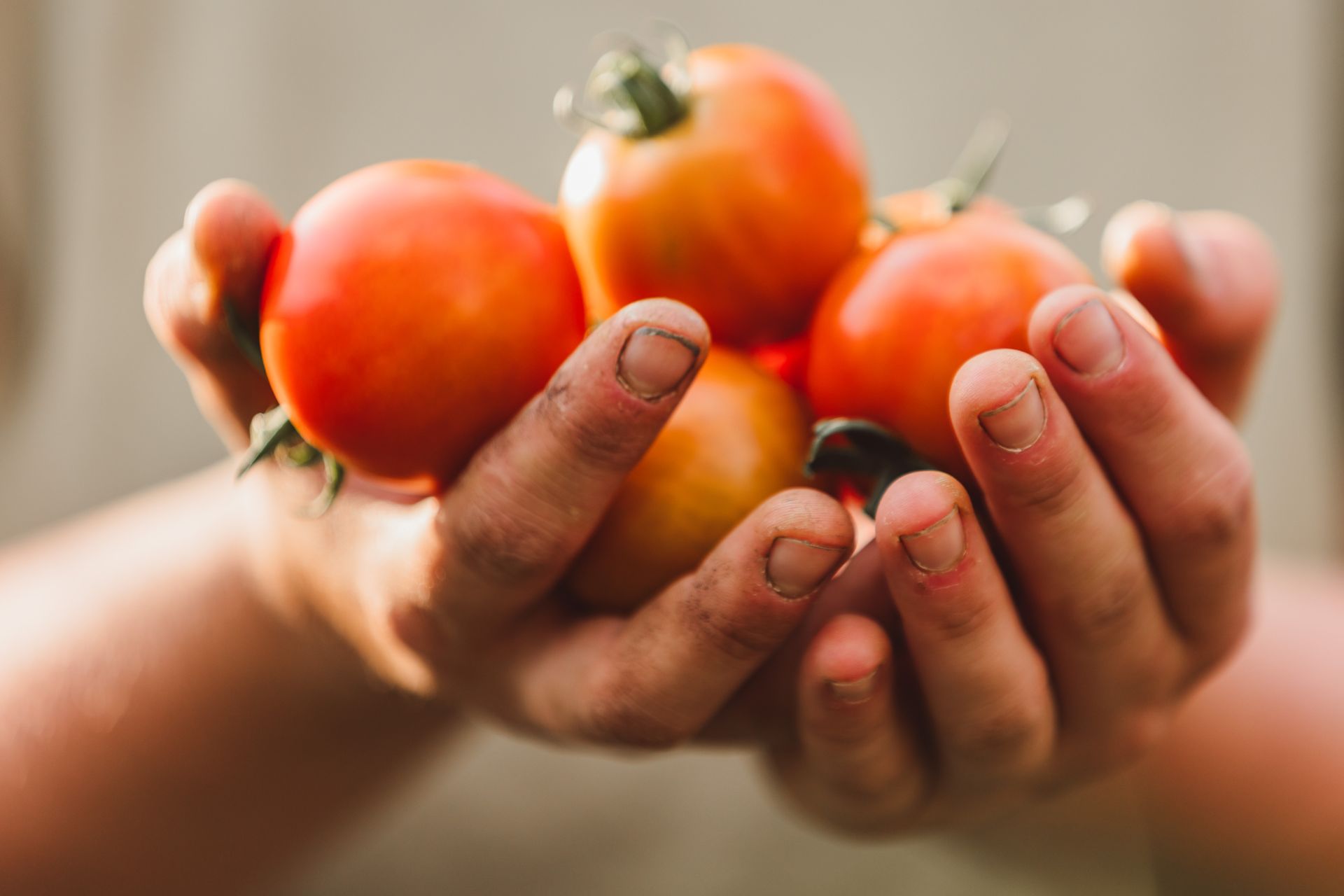 Erdreich-bio-Kulturen-Header