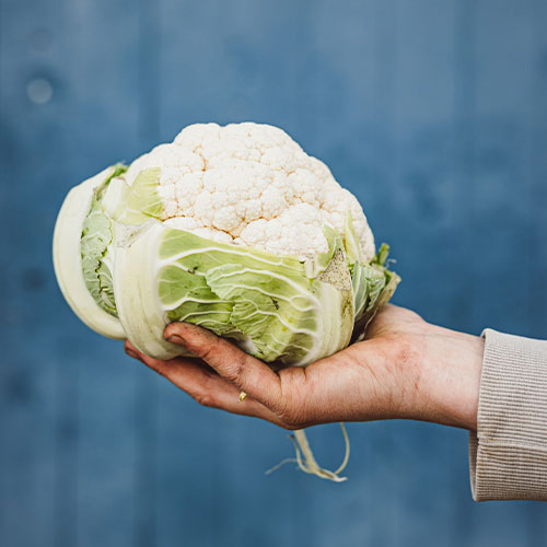 Erdreich-bio-Kulturen-Kohl