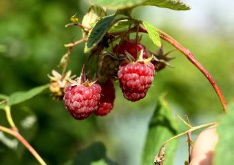 Erdreich-bio-Zulieferer-Hornung-Himeeren