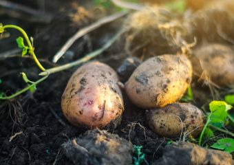 Erdreich-bio-Zulieferer-Maage-Kartoffeln